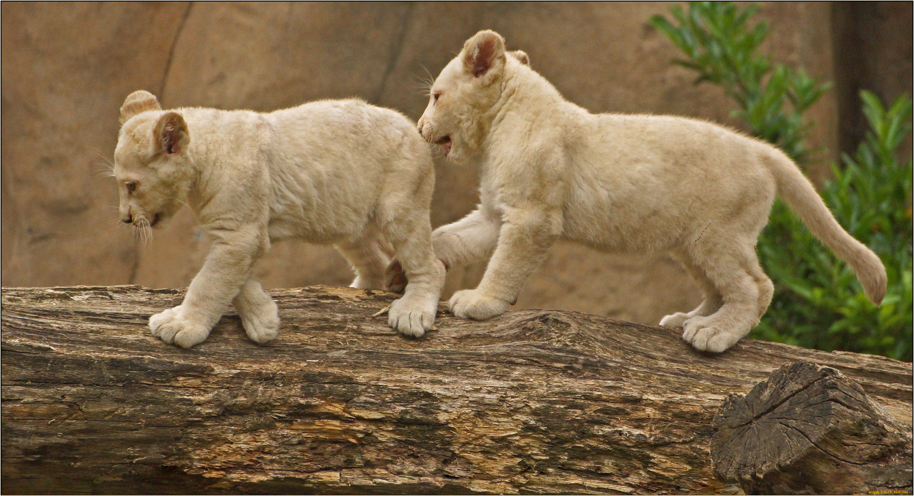 ��������, ����, ������